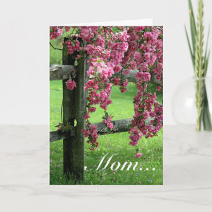 Mamma... Dogwood Kort