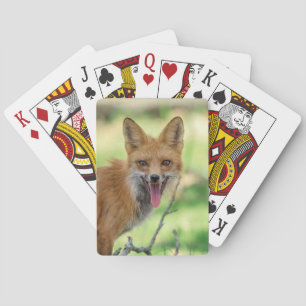 Mamma Fox i Hudson Valley Casinokort