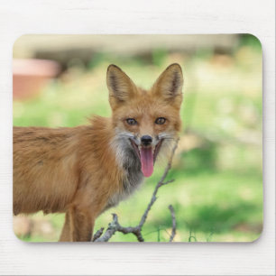 Mamma Fox i Hudson Valley Musmatta