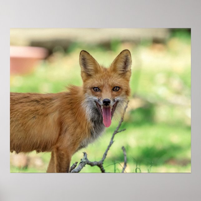 Mamma Fox i Hudson Valley Poster (Framsidan)