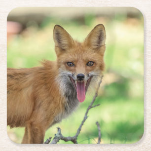 Mamma Fox i Hudson Valley Underlägg Papper Kvadrat