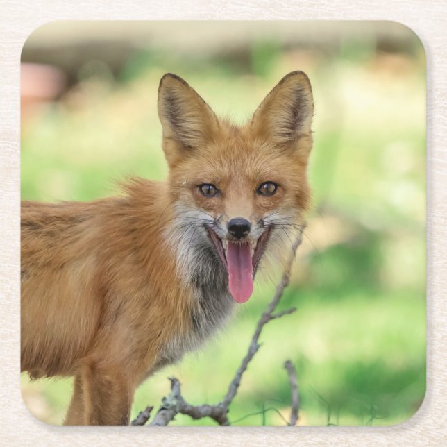 Mamma Fox i Hudson Valley Underlägg Papper Kvadrat (Framsidan)