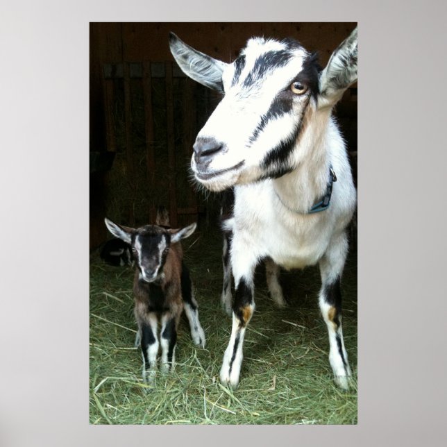 Mamma Goat med Baby Ginger Poster (Framsidan)