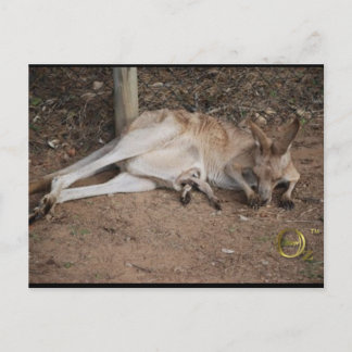 Mamma Kangaroo med Joey in Pouch Vykort