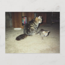 Mamma katt med kattunge