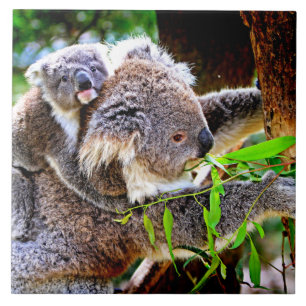 Mamma Koala och Baby Joey i Träd Kakelplatta