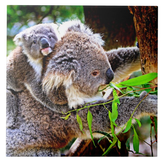 Mamma Koala och Baby Joey i Träd Kakelplatta (Framsidan)