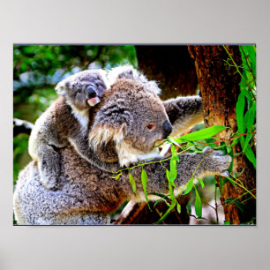Mamma Koala och Baby Joey i Träd Poster