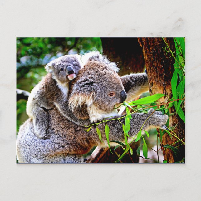 Mamma Koala och Baby Joey i Träd Vykort (Framsida)