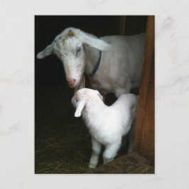 Mamma med Baby Goat-vykort Vykort
