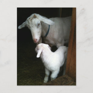 Mamma med Baby Goat-vykort Vykort