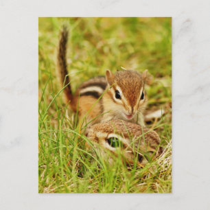 Mamma och Baby Chipmunk Vykort
