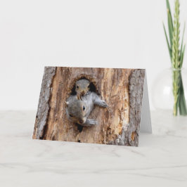 Mamma och Baby-ekorre - naturvårdskort Kort