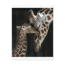 Mamma och Baby Giraffe Cuddle