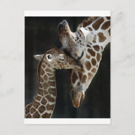 Mamma och Baby Giraffe Cuddle Vykort
