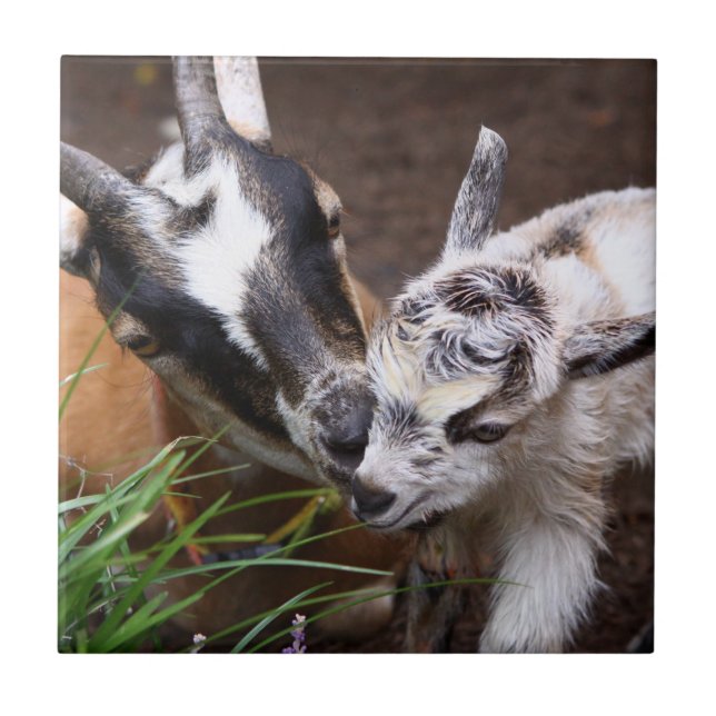 Mamma och Baby Goat Kakelplatta (Framsidan)