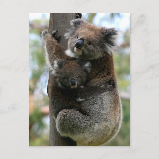 Mamma och Baby Koala Vykort (Framsida)