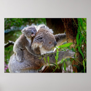 Mamma och Baby Koalas Poster