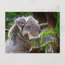 Mamma och Baby Koalas Vykort