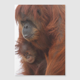 Mamma och baby Orangutan