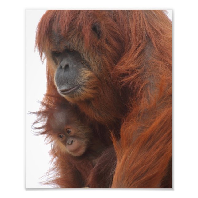 Mamma och baby Orangutan Fototryck (Framsidan)