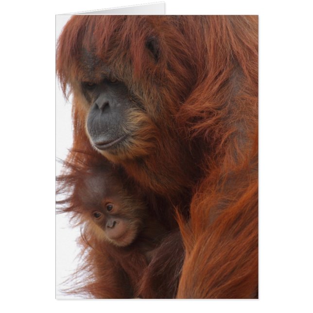 Mamma och baby Orangutan Hälsningskort (Framsidan)
