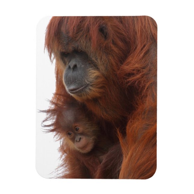 Mamma och baby Orangutan Magnet (Vertikal)
