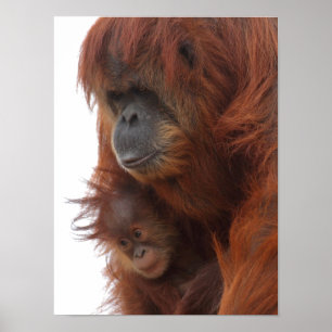 Mamma och baby Orangutan Poster