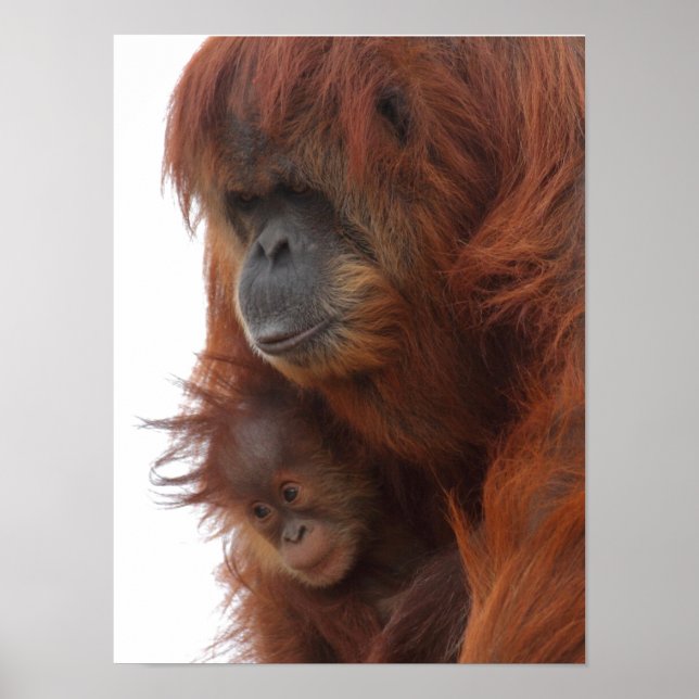 Mamma och baby Orangutan Poster (Framsidan)