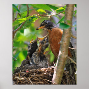Mamma och Baby Robins Poster