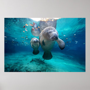 Mamma- och babyManatee (tre systervårar) Poster