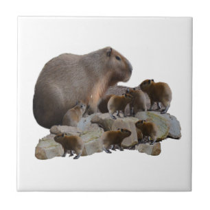 Mamma och bebis Capybaror, Kakelplatta