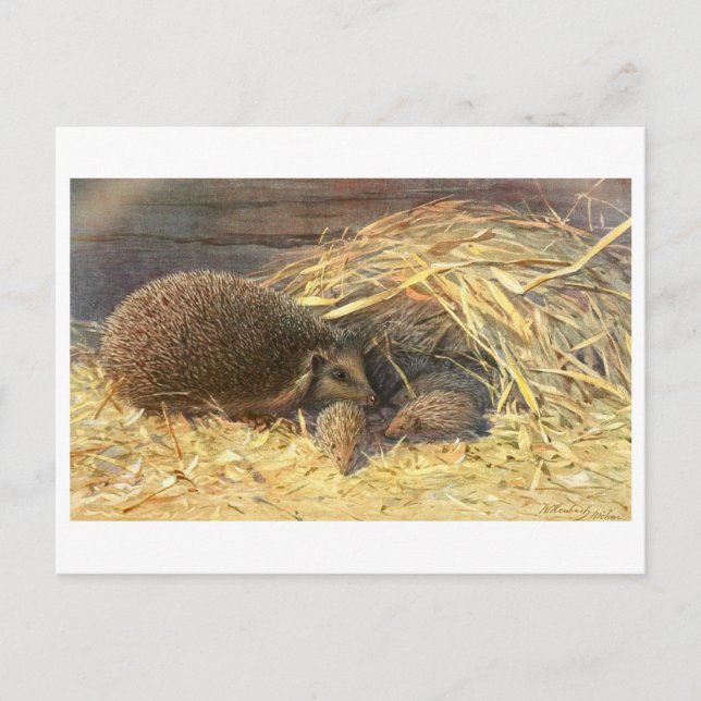 Mamma och Spädbarn Hedgehog Vintage vykort (Framsida)