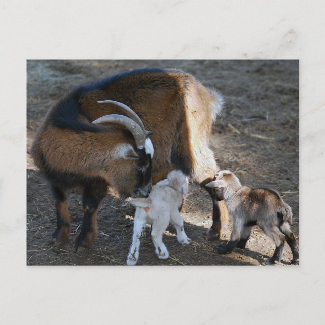 Mamma och Spädbarn Vykort (Framsida)