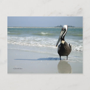 Mamma Pelican-vykort Vykort