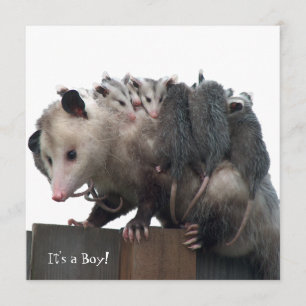 Mamma Possum Humous Birth Photo Notice Meddelande