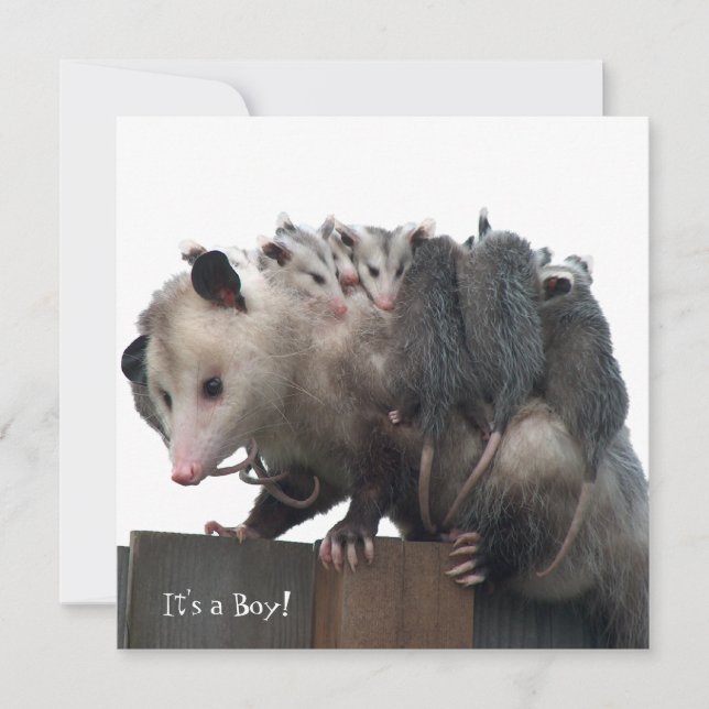 Mamma Possum Humous Birth Photo Notice Meddelande (Framsida)