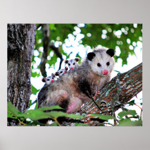 Mamma Possum och Spädbarn Poster