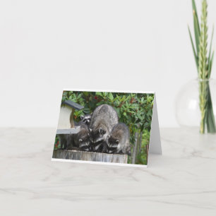 Mamma Raccoon och hennes Spädbarn Kort