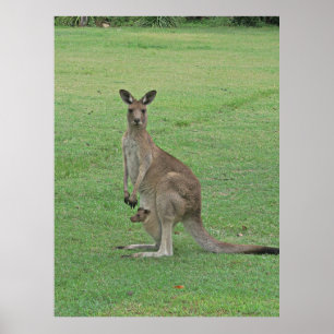 Mamma Roo och Joey Poster