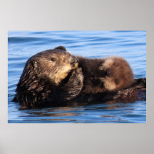 Mamma Sea Otter och hennes Valp