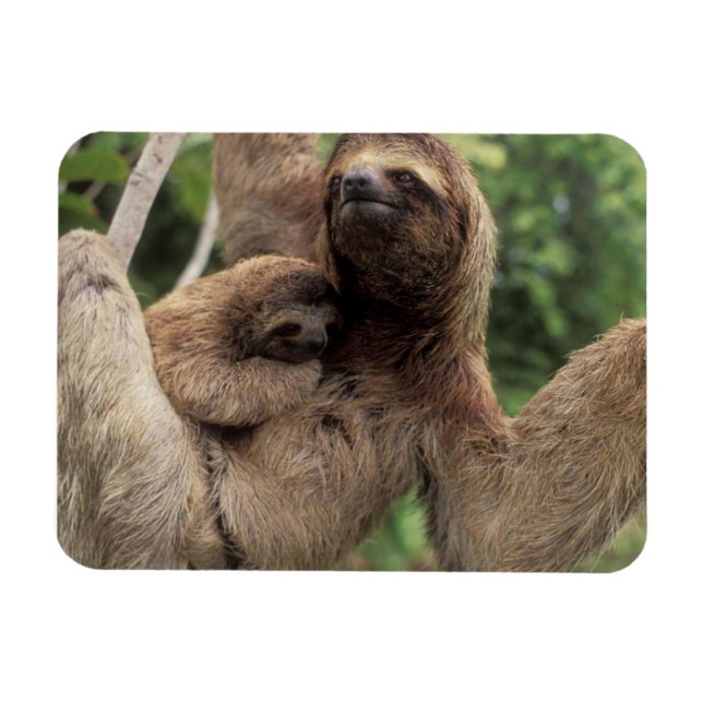 Mamma Sloth och Baby Magnet (Horisontell)