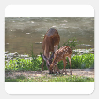 Mamma Whitetail Hjort and Fawn Fyrkantigt Klistermärke