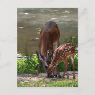 Mamma Whitetail Hjort and Fawn Vykort