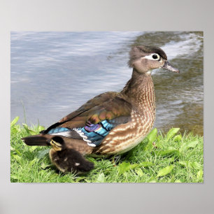 Mamma Wood anka med ankning Poster