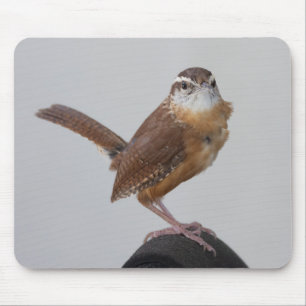 Mamma Wren Musmatta