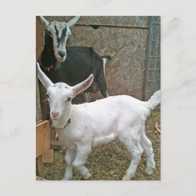 Mamma Zoe med vykort med liten Daisy (Framsida)