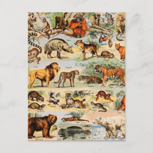 Mammal Kingdom Vykort