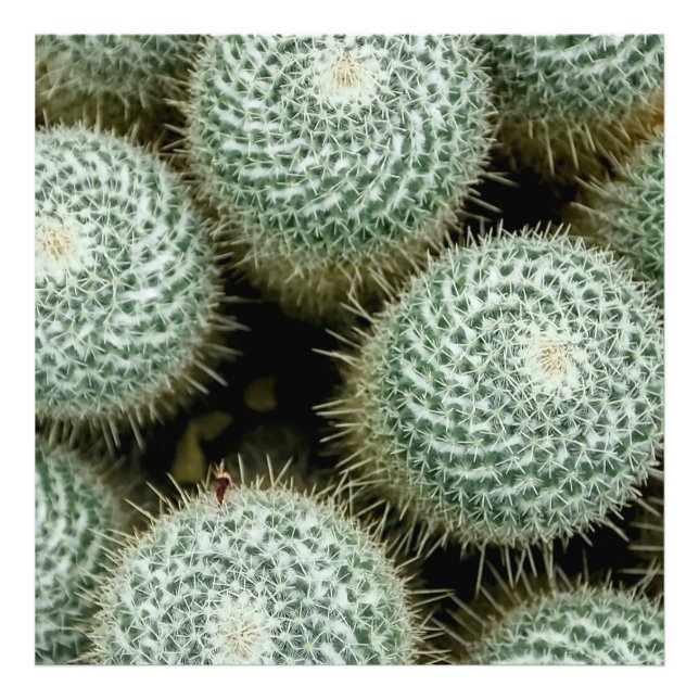 Mammillaria hahniana fototryck (Framsidan)