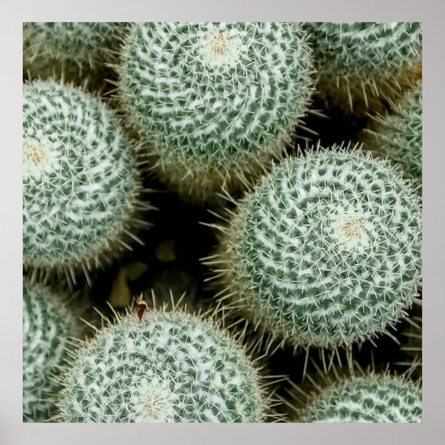 Mammillaria hahniana poster (Framsidan)